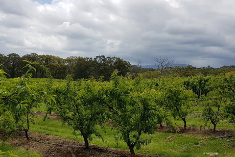 Yarra Valley Wineries And Rayners Orchard Tour From Melbourne - Sunshine Coast Tourism 18