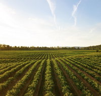 Snapshot Half Day Winery Tour - Sunshine Coast Tourism