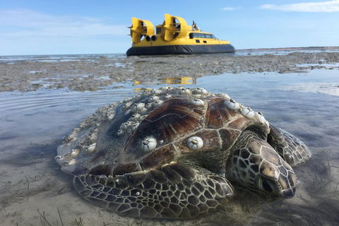 Prehistoric Bubbles And Nibbles Hovercraft Tour - Sunshine Coast Tourism 2