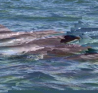 Cruise  a Winery or Brewery scenic tour - Sunshine Coast Tourism