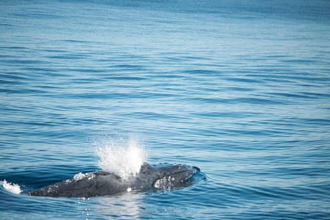 Humpback Whale Safari - Sunshine Coast Tourism 4