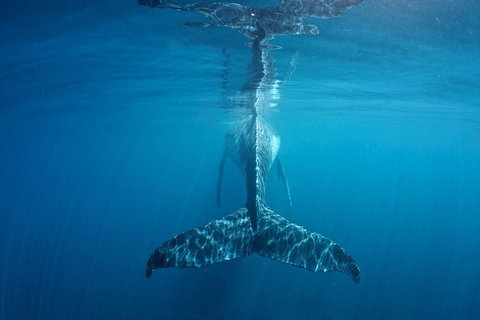 Humpback Whale Safari - Sunshine Coast Tourism 5