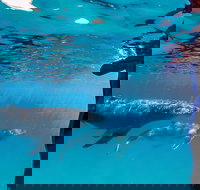 Life on Ningaloo Swimming Tour in Exmouth - Sunshine Coast Tourism