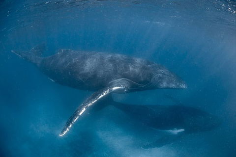 Full-Day Whale Watching Snorkeling And Swimming At Coral Bay - Sunshine Coast Tourism 6