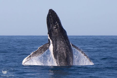 Full-Day Whale Watching Snorkeling And Swimming At Coral Bay - Sunshine Coast Tourism 0