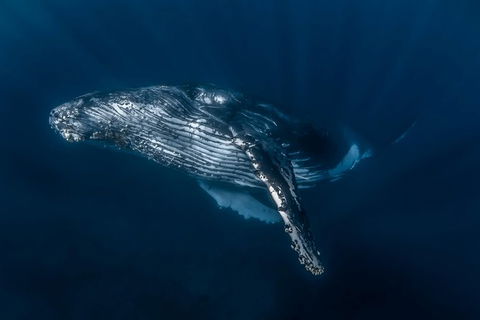 Full-Day Whale Watching Snorkeling And Swimming At Coral Bay - Sunshine Coast Tourism 7