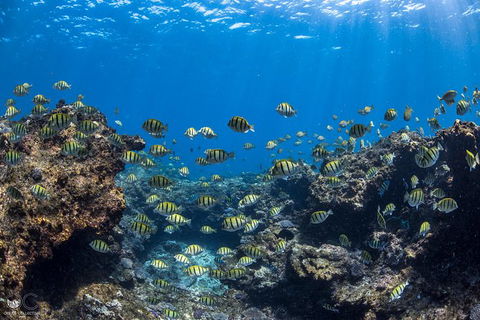 Full-Day Whale Watching Snorkeling And Swimming At Coral Bay - Sunshine Coast Tourism 1