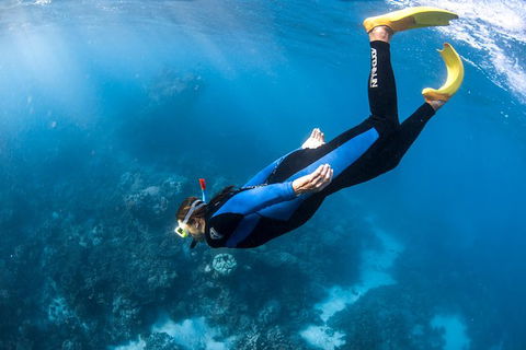 Full-Day Whale Watching Snorkeling And Swimming At Coral Bay - Sunshine Coast Tourism 2