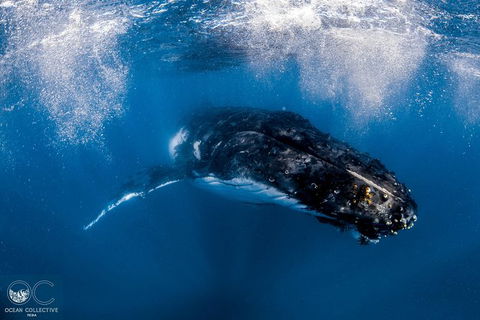 Full-Day Whale Watching Snorkeling And Swimming At Coral Bay - Sunshine Coast Tourism 4