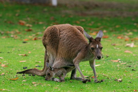 Australian Animals, Seascape And Sunset Photography Tour - Sunshine Coast Tourism 1