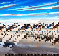 Broome Pre-sunset Camel Tour 30 minutes - Sunshine Coast Tourism
