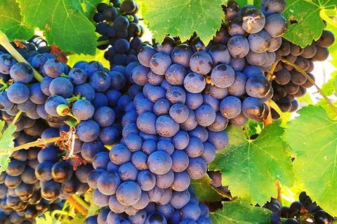 The Fully Local (Private) Tour - Holiday Sunshine Coast 10