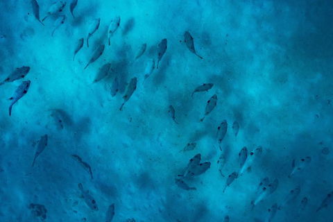 Ningaloo Immersion Private Charter - Sunshine Coast Tourism 2