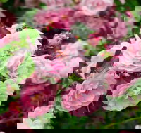 Botanical gardens winery and scenic full day tour - Sunshine Coast Tourism