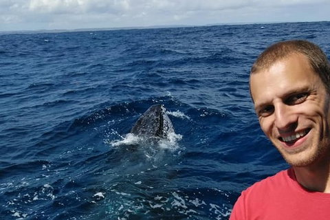 Whale Watching Boat Tour In Geraldton - Sunshine Coast Tourism 2