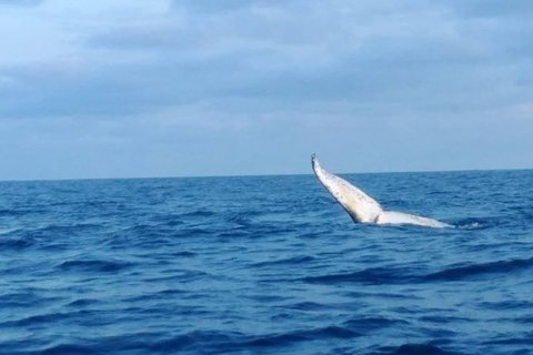 Whale Watching Boat Tour In Geraldton - Sunshine Coast Tourism 0