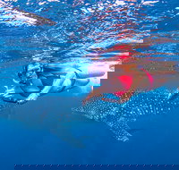 Full-Day Whale Sharks Swimming Experience on Ningaloo Reef - Sunshine Coast Tourism