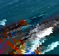 AOC Broome Whale Watching - Sunshine Coast Tourism