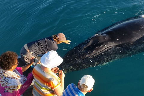 AOC Broome Whale Watching - Sunshine Coast Tourism 0