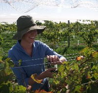 Kingsdale Wines