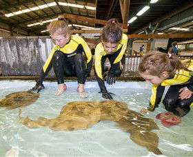 Australian Shark And Ray Centre - Sunshine Coast Tourism 0