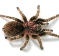 Melbourne Museum - Sunshine Coast Tourism