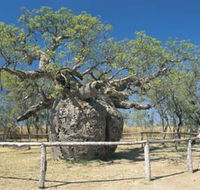 Boab Prison Tree - Sunshine Coast Tourism