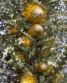 Nomans Lake WA Holiday Sunshine Coast