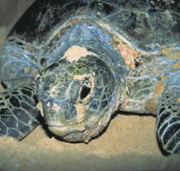 Turtle Nesting Season - Sunshine Coast Tourism