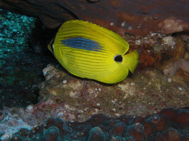 Jervis Bay Dive Charters - Sunshine Coast Tourism 1