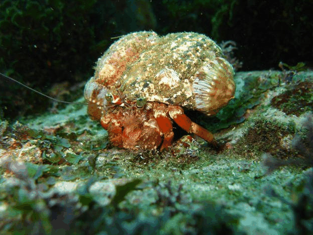 Jervis Bay Dive Charters - Sunshine Coast Tourism 2
