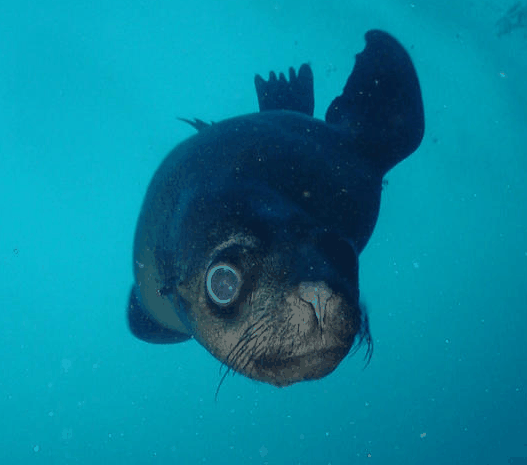 Jervis Bay Dive Charters - Sunshine Coast Tourism 3