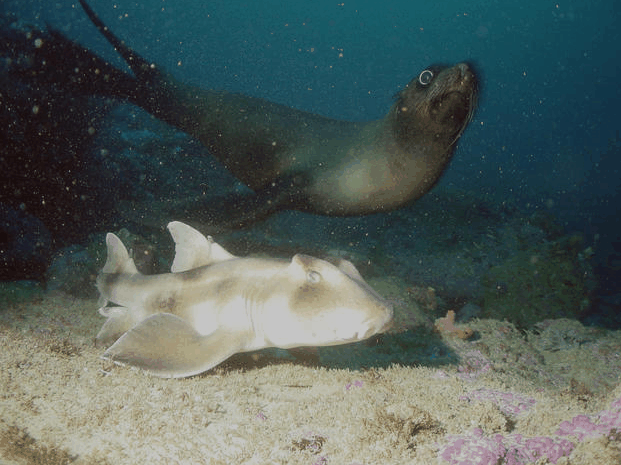 Jervis Bay Dive Charters - Sunshine Coast Tourism 4