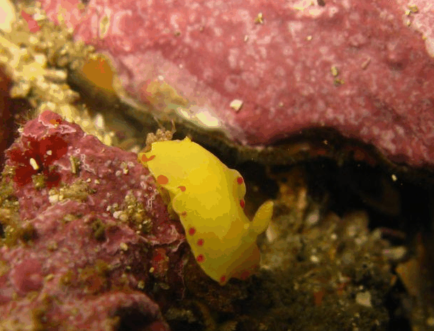 Jervis Bay Dive Charters - thumb 5