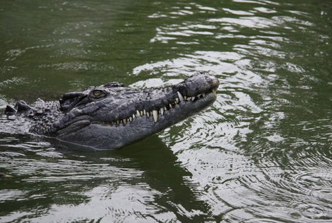 Daintree River Cruise Centre - Sunshine Coast Tourism 1