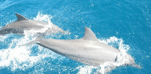 Tallship Adventures - Sunshine Coast Tourism 3