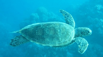 Tallship Adventures - Sunshine Coast Tourism 4