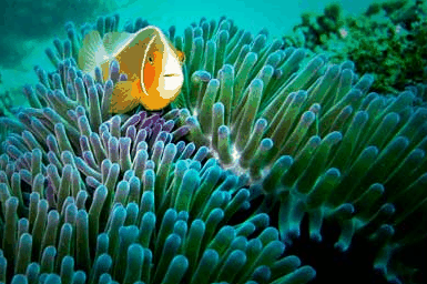 Whitehaven Xpress Whitehaven Beach Tours - Sunshine Coast Tourism 3