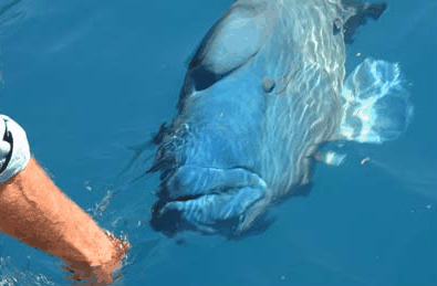 Whitehaven Xpress Whitehaven Beach Tours - Sunshine Coast Tourism 4