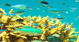 Reef Jet Cruises - Sunshine Coast Tourism 4