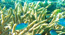 Reef Jet Cruises - Sunshine Coast Tourism 5