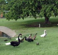 Anzac Park and Ululah Lagoon - Holiday Sunshine Coast