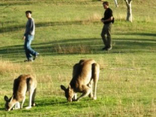 Araucaria Ecotours - Sunshine Coast Tourism 0