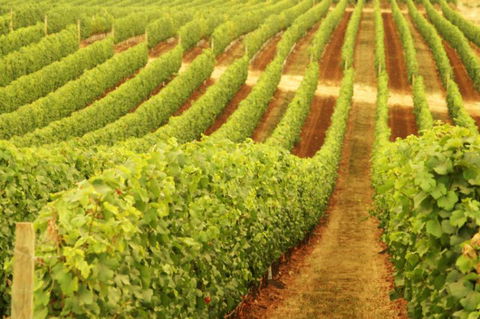 Wignalls Winery - Sunshine Coast Tourism 0