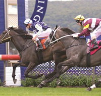 Gosford Race Club - Sunshine Coast Tourism