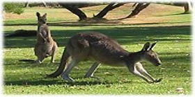 Rockingham Golf Club - Sunshine Coast Tourism 2