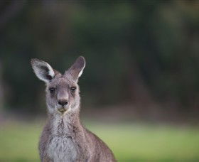 Anglesea Golf Club - Sunshine Coast Tourism 6