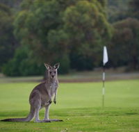 Anglesea Golf Club - Sunshine Coast Tourism