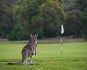 Anglesea Golf Club - Sunshine Coast Tourism 0