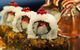 Feast - A World Of Flavours - thumb 3
